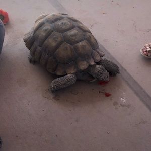 Meet your Posher, Lora